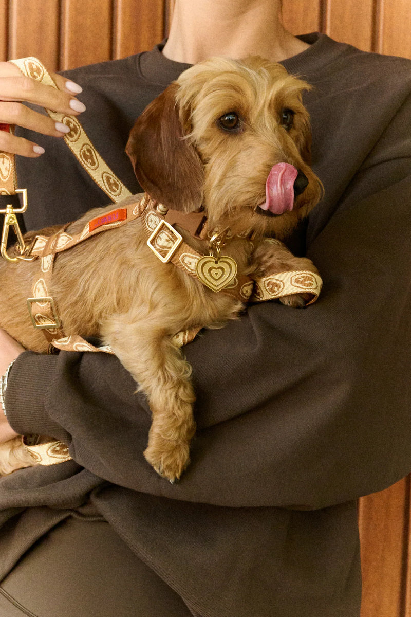 Pet Accessories